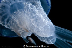 "Protection" - Rhizostoma with guest by Immacolata Moccia 